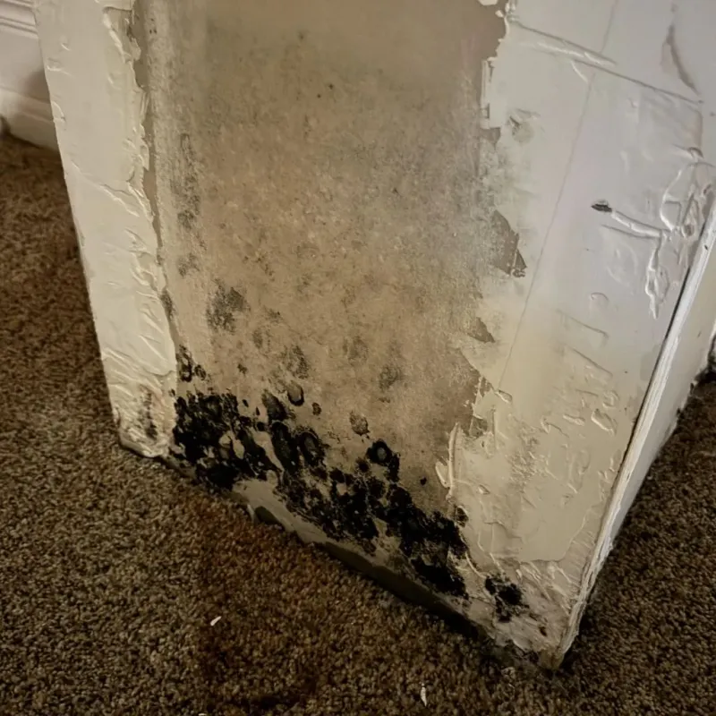 Professional Mold Removal in Guadalupe, CA